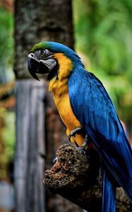 Preview wallpaper macaw, parrot, bird, color, beak