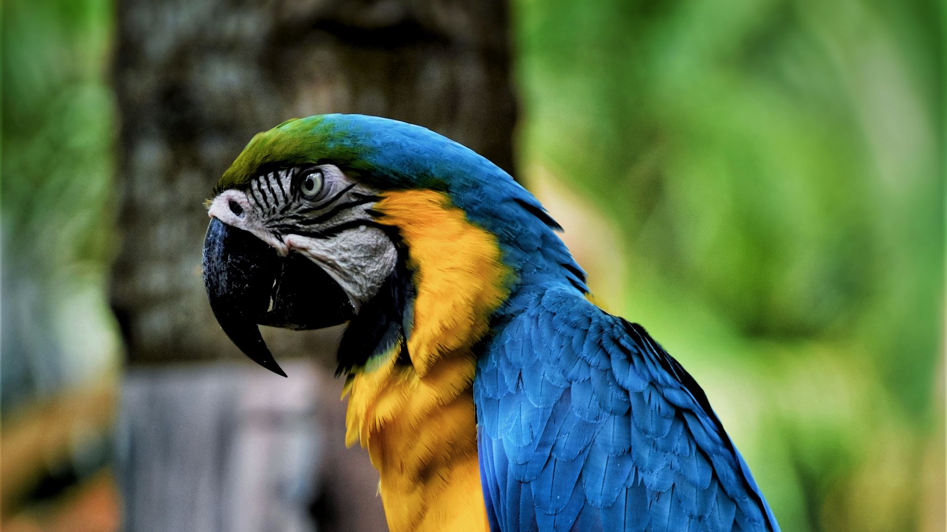 Download Wallpaper 1920x1080 Macaw Parrot Bird Color Beak Full Hd