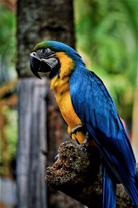 Preview wallpaper macaw, parrot, bird, color, beak