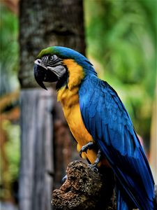 Preview wallpaper macaw, parrot, bird, color, beak