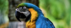 Preview wallpaper macaw, parrot, bird, color, beak