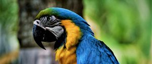 Preview wallpaper macaw, parrot, bird, color, beak