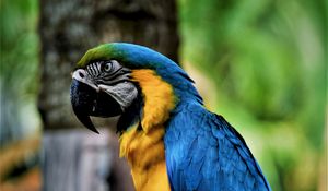 Preview wallpaper macaw, parrot, bird, color, beak