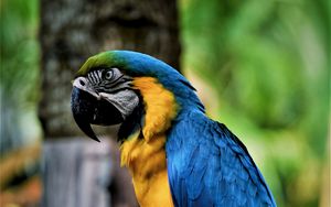 Preview wallpaper macaw, parrot, bird, color, beak