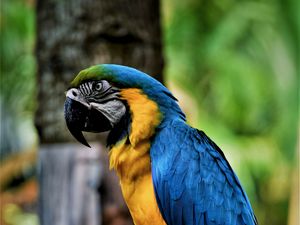 Preview wallpaper macaw, parrot, bird, color, beak