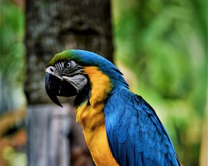 Preview wallpaper macaw, parrot, bird, color, beak