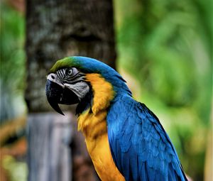 Preview wallpaper macaw, parrot, bird, color, beak