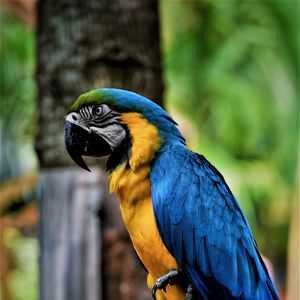 Preview wallpaper macaw, parrot, bird, color, beak