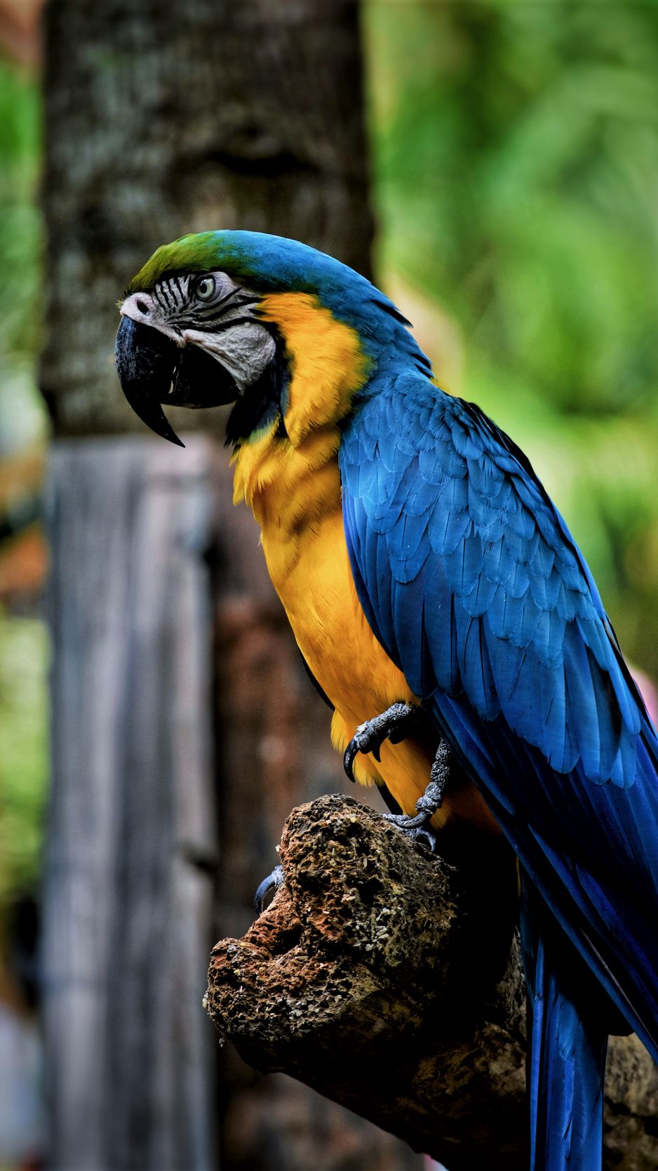 Macaw Wallpapers  Top Free Macaw Backgrounds  WallpaperAccess