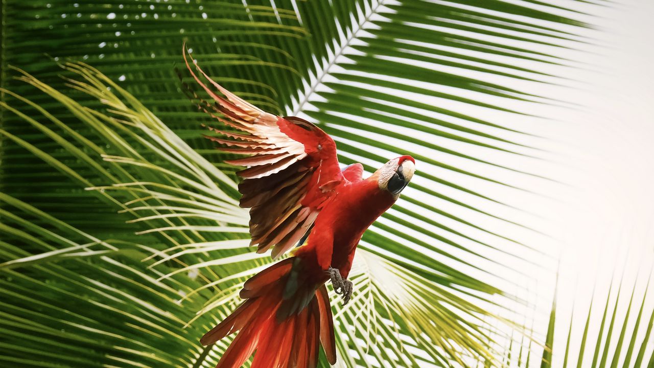 Wallpaper macaw, parrot, bird, palm trees, flight