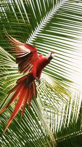 Preview wallpaper macaw, parrot, bird, palm trees, flight