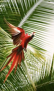 Preview wallpaper macaw, parrot, bird, palm trees, flight