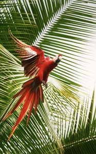 Preview wallpaper macaw, parrot, bird, palm trees, flight