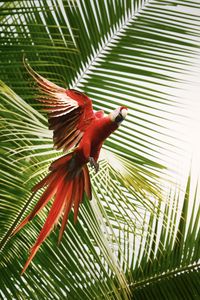 Preview wallpaper macaw, parrot, bird, palm trees, flight