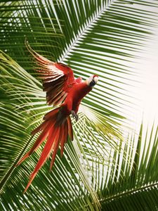 Preview wallpaper macaw, parrot, bird, palm trees, flight