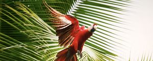 Preview wallpaper macaw, parrot, bird, palm trees, flight