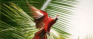 Preview wallpaper macaw, parrot, bird, palm trees, flight