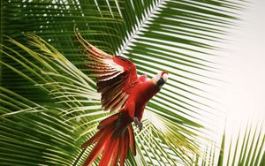 Preview wallpaper macaw, parrot, bird, palm trees, flight