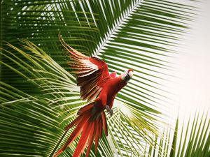 Preview wallpaper macaw, parrot, bird, palm trees, flight