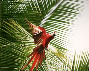 Preview wallpaper macaw, parrot, bird, palm trees, flight