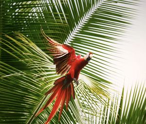 Preview wallpaper macaw, parrot, bird, palm trees, flight