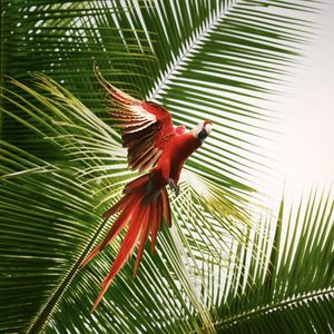 Preview wallpaper macaw, parrot, bird, palm trees, flight