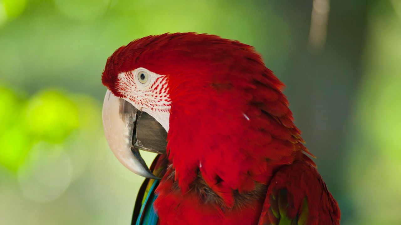 Wallpaper macaw, parrot, bird, color, red, wildlife