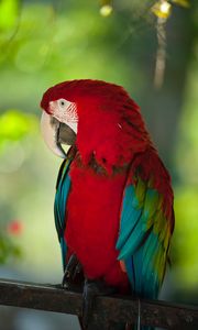 Preview wallpaper macaw, parrot, bird, color, red, wildlife