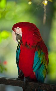 Preview wallpaper macaw, parrot, bird, color, red, wildlife