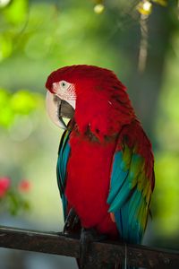 Preview wallpaper macaw, parrot, bird, color, red, wildlife