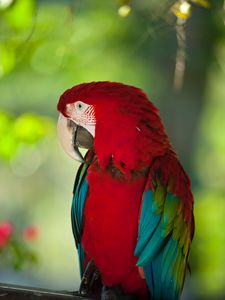 Preview wallpaper macaw, parrot, bird, color, red, wildlife