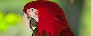 Preview wallpaper macaw, parrot, bird, color, red, wildlife