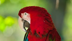 Preview wallpaper macaw, parrot, bird, color, red, wildlife