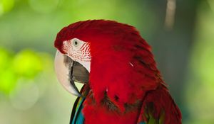 Preview wallpaper macaw, parrot, bird, color, red, wildlife