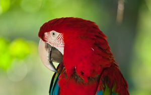 Preview wallpaper macaw, parrot, bird, color, red, wildlife