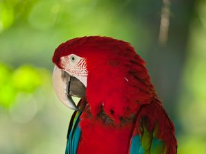 Preview wallpaper macaw, parrot, bird, color, red, wildlife