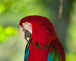 Preview wallpaper macaw, parrot, bird, color, red, wildlife