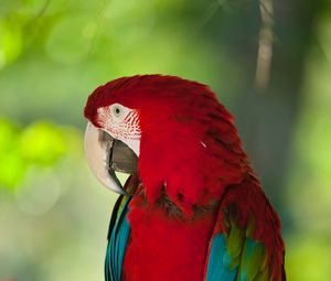 Preview wallpaper macaw, parrot, bird, color, red, wildlife