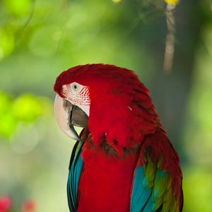 Preview wallpaper macaw, parrot, bird, color, red, wildlife