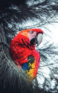 Preview wallpaper macaw, parrot, bird, red, branches, exotic