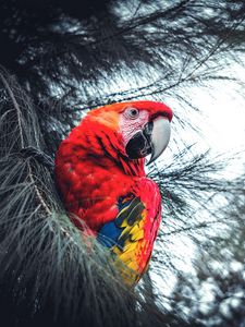 Preview wallpaper macaw, parrot, bird, red, branches, exotic