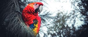 Preview wallpaper macaw, parrot, bird, red, branches, exotic