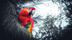 Preview wallpaper macaw, parrot, bird, red, branches, exotic