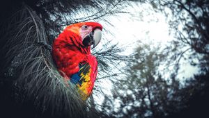 Preview wallpaper macaw, parrot, bird, red, branches, exotic