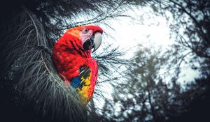 Preview wallpaper macaw, parrot, bird, red, branches, exotic