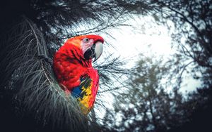 Preview wallpaper macaw, parrot, bird, red, branches, exotic