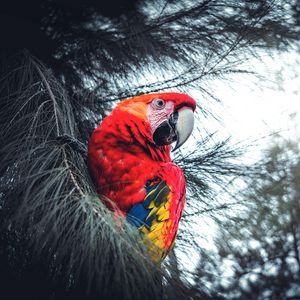 Preview wallpaper macaw, parrot, bird, red, branches, exotic