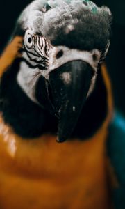 Preview wallpaper macaw, parrot, bird, colorful, glance