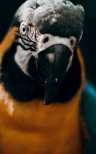 Preview wallpaper macaw, parrot, bird, colorful, glance