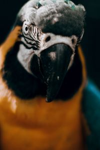 Preview wallpaper macaw, parrot, bird, colorful, glance